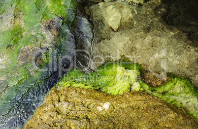 seawater and green algae under transparent water