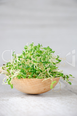 Sprouted alfalfa sprouts