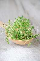Sprouted alfalfa sprouts