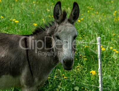 Donkey restingin the green meadow