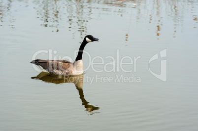 Single Canada Goose on pond.