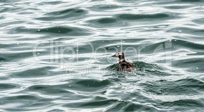 Small duck swimming in dark water and waves.