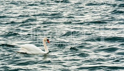 One mute swan on dark wavy water.