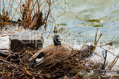 Canada goose trying to protect nest from rising water.