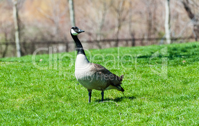 Curious and alert Canada Goose on green grass.