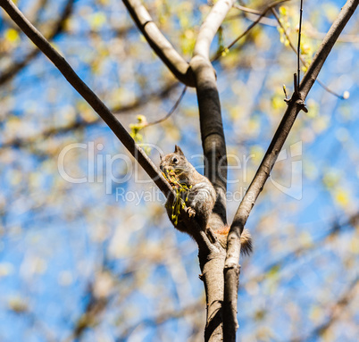 One squirrel on branch eating plants.