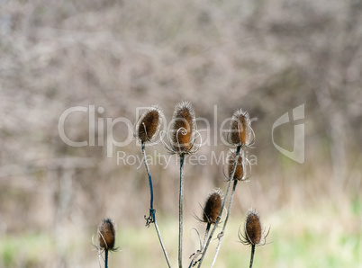 Set of spiny teasel seed pods