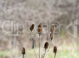 Set of spiny teasel seed pods