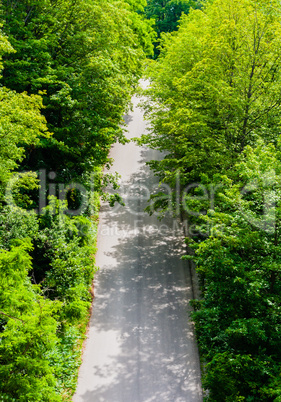 Empty unmarked asphalt path in dense foliage.