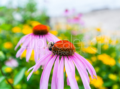 Detail of bee on red and purple flower.