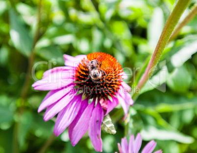 Detail of bee on red and purple flower near stalk.