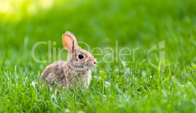 Focus on small wild bunny in green grass.