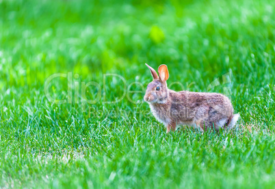Focus on wild rabbit walking in green grass.