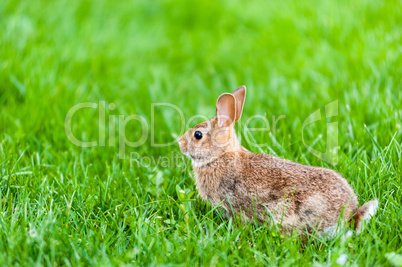 Focus on wild rabbit standing in green grass.