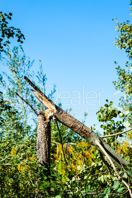 Broken tree in bushes under clear blue sky.