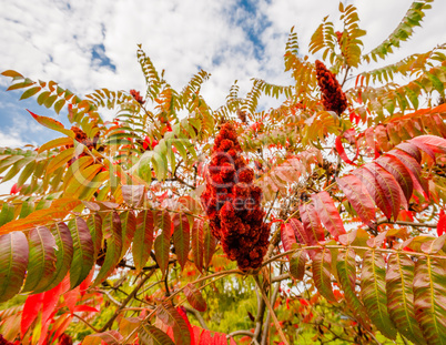 Large red sumac plant in fall.