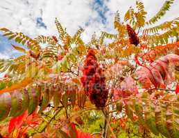 Large red sumac plant in fall.