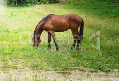 large brown horse grazes on a green meadow