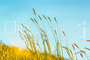 Flowering grass in detail