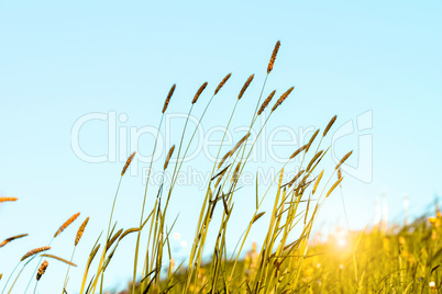 Flowering grass in detail