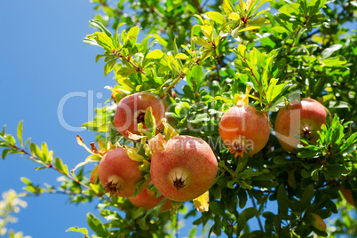 Pomegranate