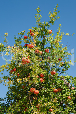 Pomegranate tree