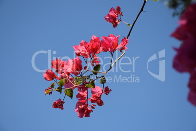 bougainvillea