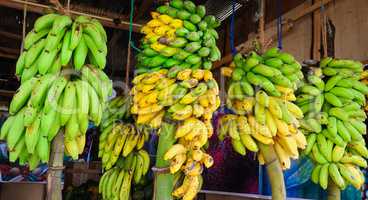 Bananas bunch in fruit shop on sri lanka. Wide photo.
