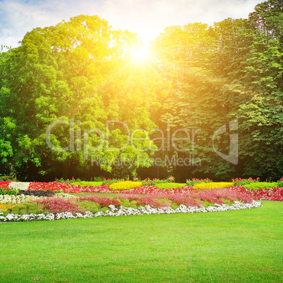 Summer park with beautiful flowerbeds and sun.