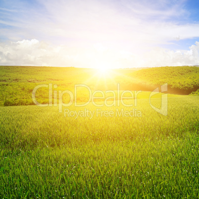 Wheat field and blue sky with light clouds. Above the horizon is
