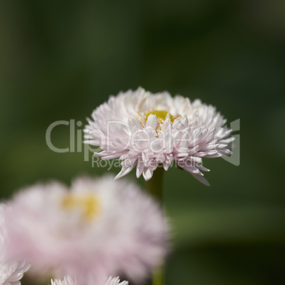 gänseblümchen