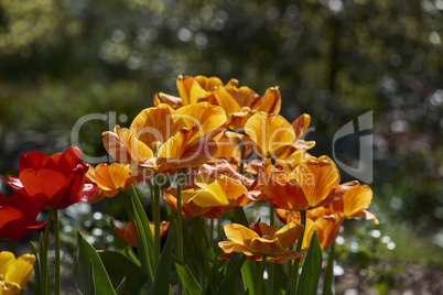 tulpen