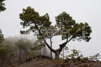 Kanarische Kiefern auf La Palma