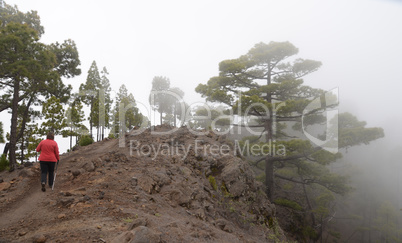 Auf dem Pico de Cuervos, La palma