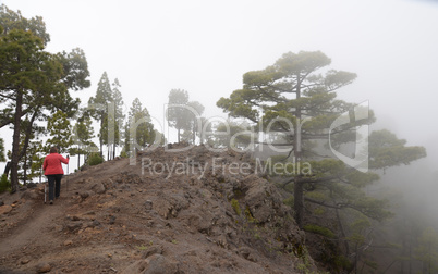 Auf dem Pico de Cuervos, La palma