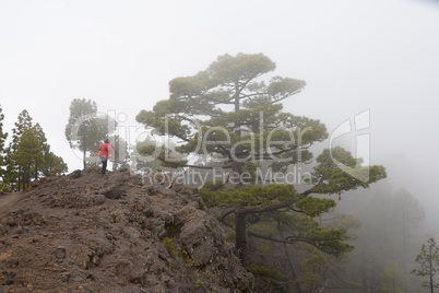 Auf dem Pico de Cuervos, La palma