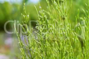 Equisetum stems close-up, dew drops on green Equisetum, green grass stems and water drops