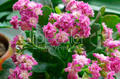 Kalanchoe, potted flower Kalanchoe, potted plant with small pink flowers and thick leaves