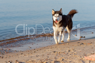 husky dog running on the water's edge, the dog running on the beach, the dog stuck out his tongue