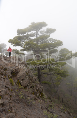 Auf dem Pico de Cuervos, La palma