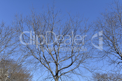 Tree branches in a blue background