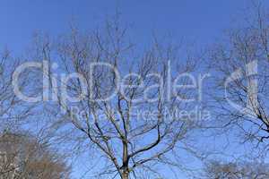 Tree branches in a blue background