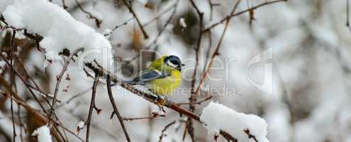 Titmouse sits on tree branch in winter. Wide photo.