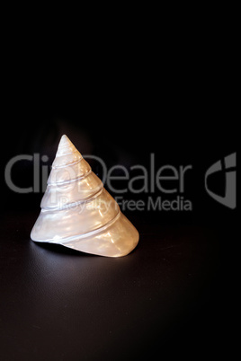 Mother of pearl conical pyramid Calliostoma seashell