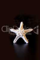 White horned sea star Protoreaster nodosus