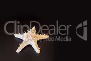 White horned sea star Protoreaster nodosus