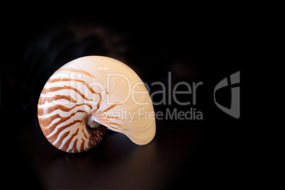 Chambered Nautilus seashell Nautilus pompilius pompilius