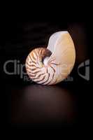 Chambered Nautilus seashell Nautilus pompilius pompilius