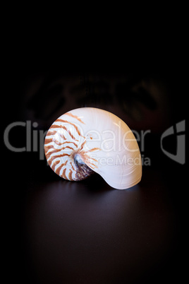 Chambered Nautilus seashell Nautilus pompilius pompilius