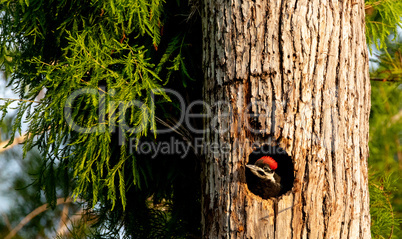 Baby pileated woodpecker chick Hylatomus pileatus peeks out of i